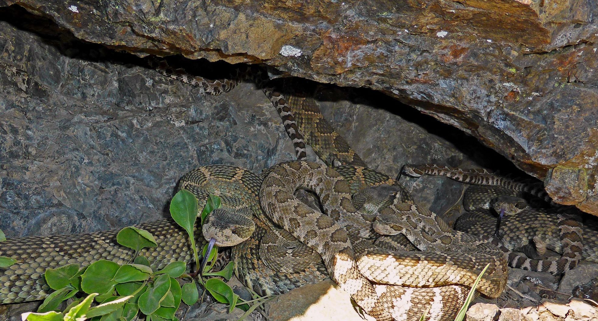 At least six different sized rattlesnakes basking at the entrance of their winter den on a warm spring day in the Methow Valley Ranger District.